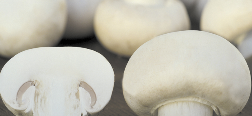 Button Mushroom <em>(Agaricus Bisporus)</em> variety 45
