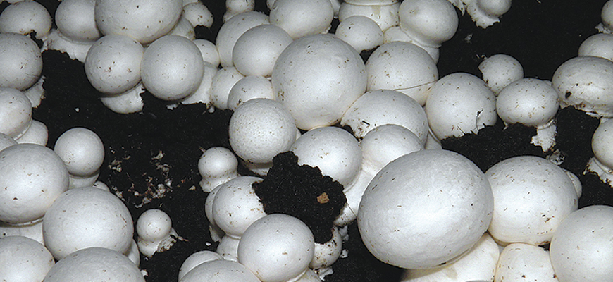 Button Mushroom <em>(Agaricus Bisporus)</em> variety 30
