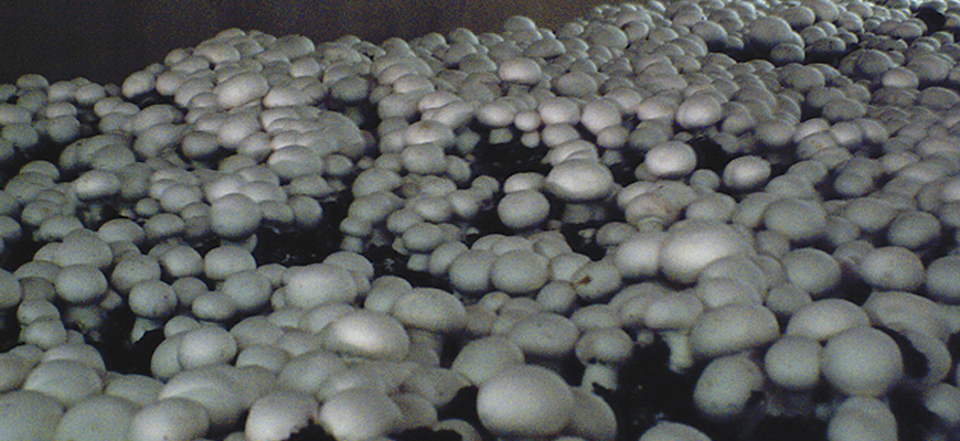 Button Mushroom <em>(Agaricus Bisporus)</em> variety 60