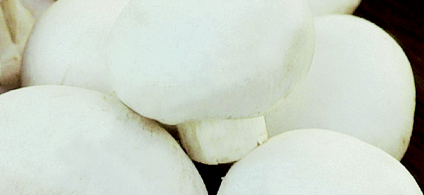 Button Mushroom <em>(Agaricus Bisporus)</em> variety 90