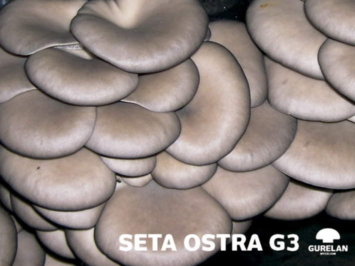 Seta ostra <em>(Pleurotus ostreatu)</em> variedad G3
