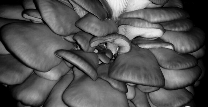 Seta ostra <em>(Pleurotus ostreatu)</em> variedad H107