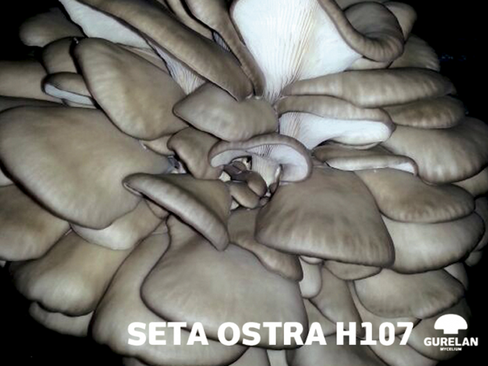 Seta ostra <em>(Pleurotus ostreatu)</em> variedad H107