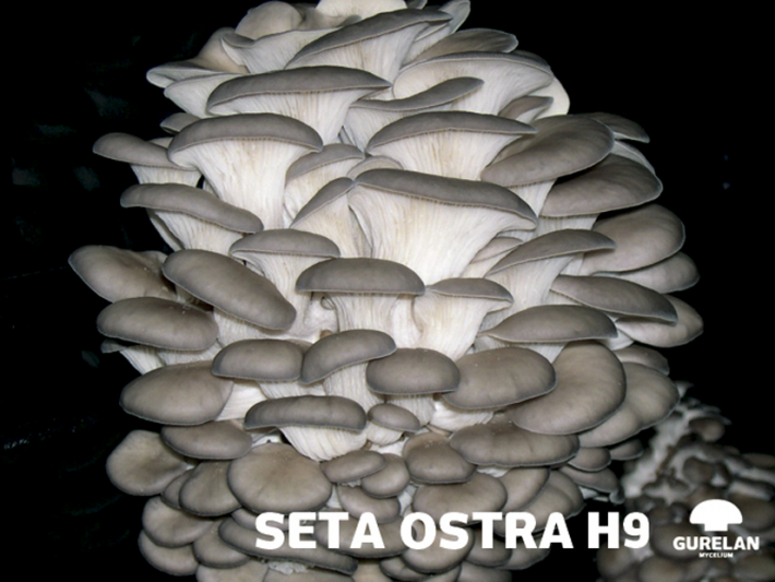 Seta ostra <em>(Pleurotus ostreatu)</em> variedad H9