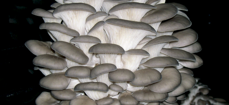Oyster Mushroom <em>(Pleurotus Ostreatus)</em> variety H9