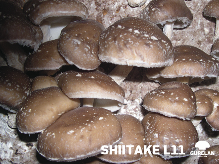 <em>Shiitake</em> – variedad L11
