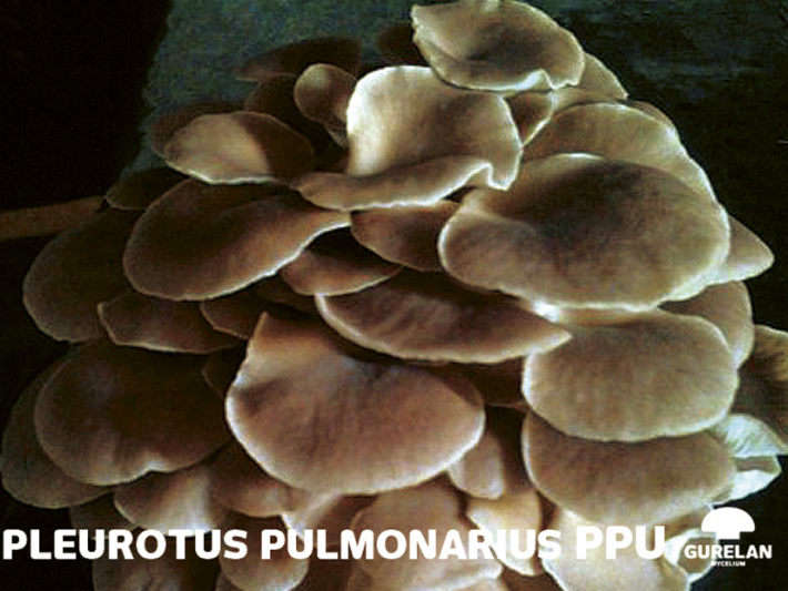 <em>Pleurotus pulmonarius</em> – variedad PPU